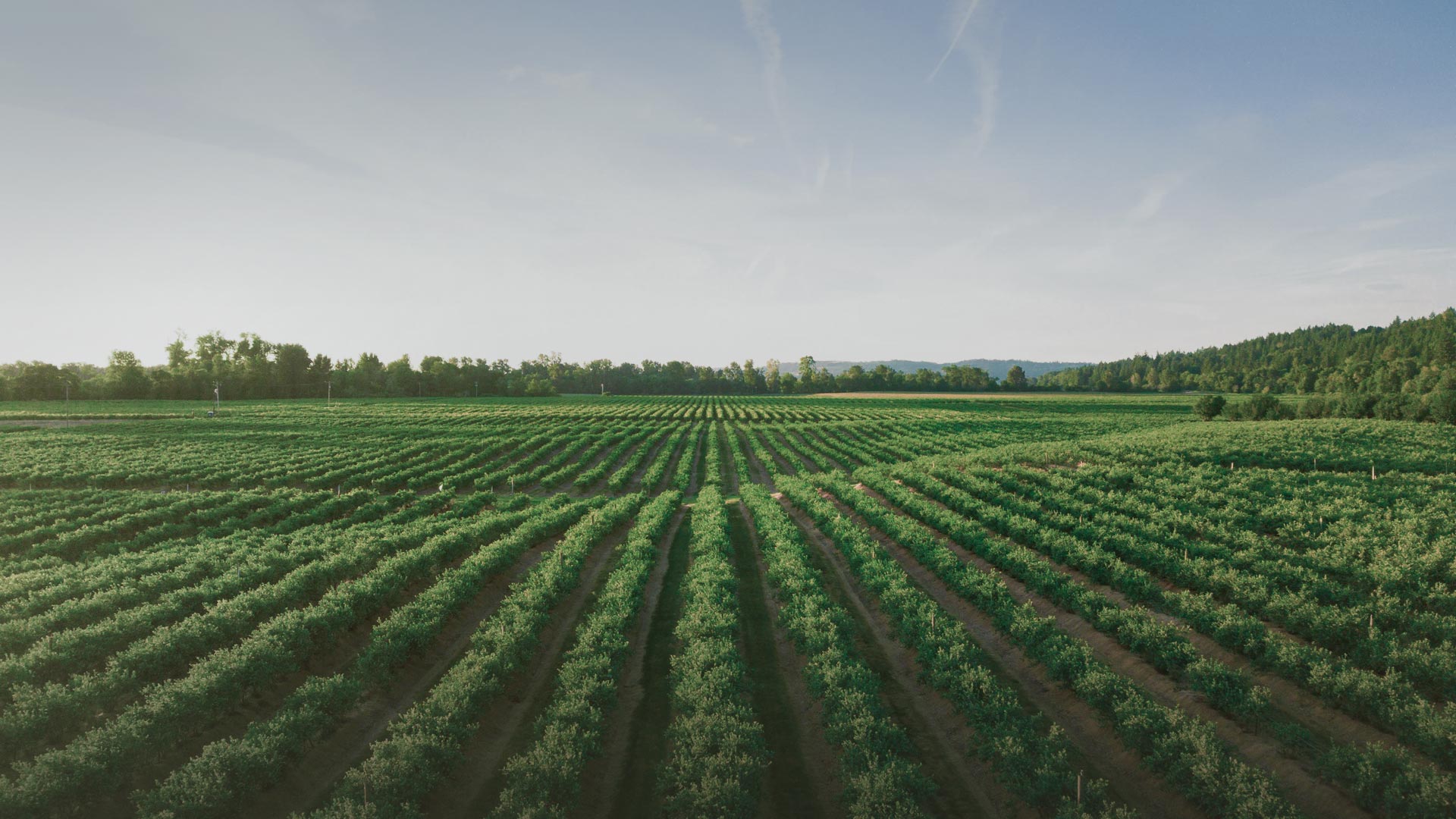 farm2 slider bg1.jpg